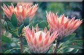 Botanical Garden Kirstenbosch Cape Town South Africa